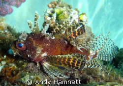 Pygmy Lionfish, I think.  by Andy Hamnett 